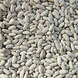 HOROZ KURU FASULYE YENİŞEHİR