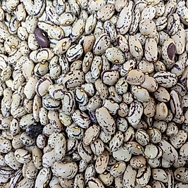 SIRIK YERLİ BARBUNYA FASULYE